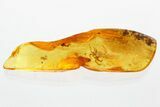 Detailed Fossil Spider (Araneae) In Baltic Amber #372509-1
